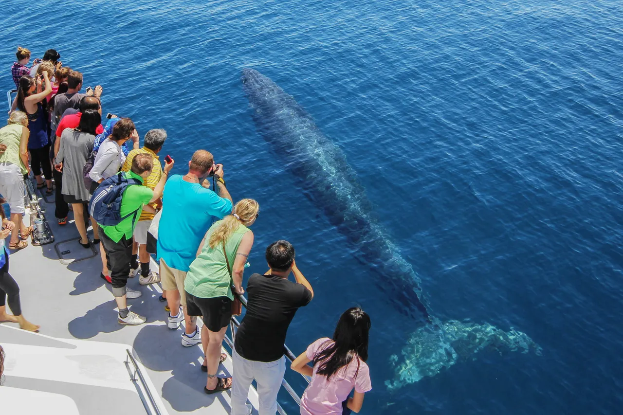 Whale and people 03-2