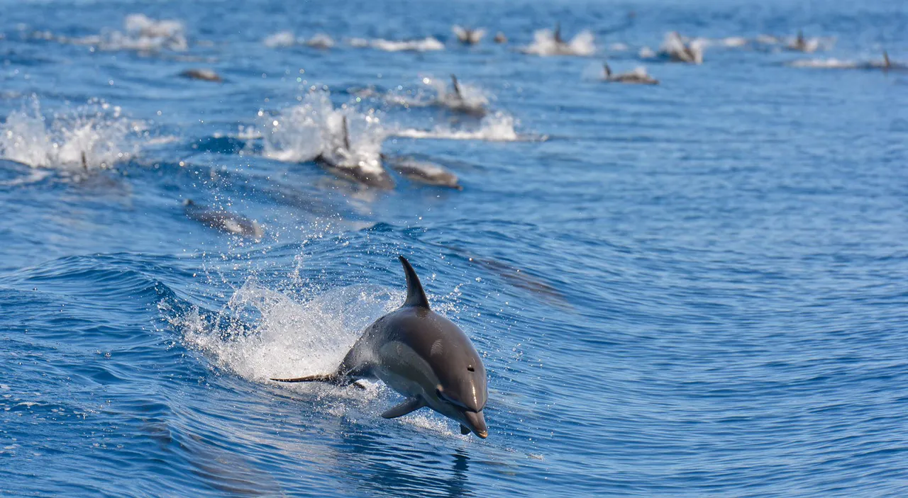 AWADS - Common dolphins (01)