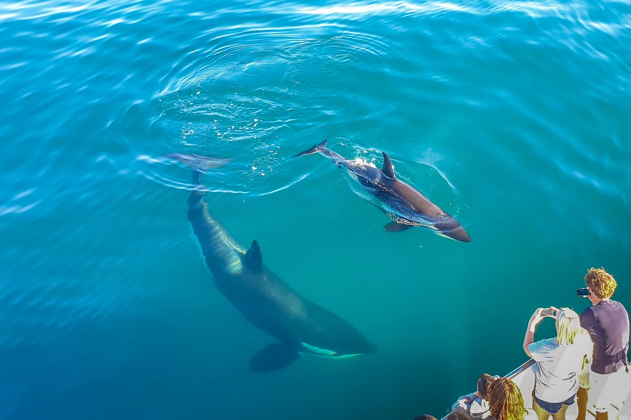 Orca swim up close