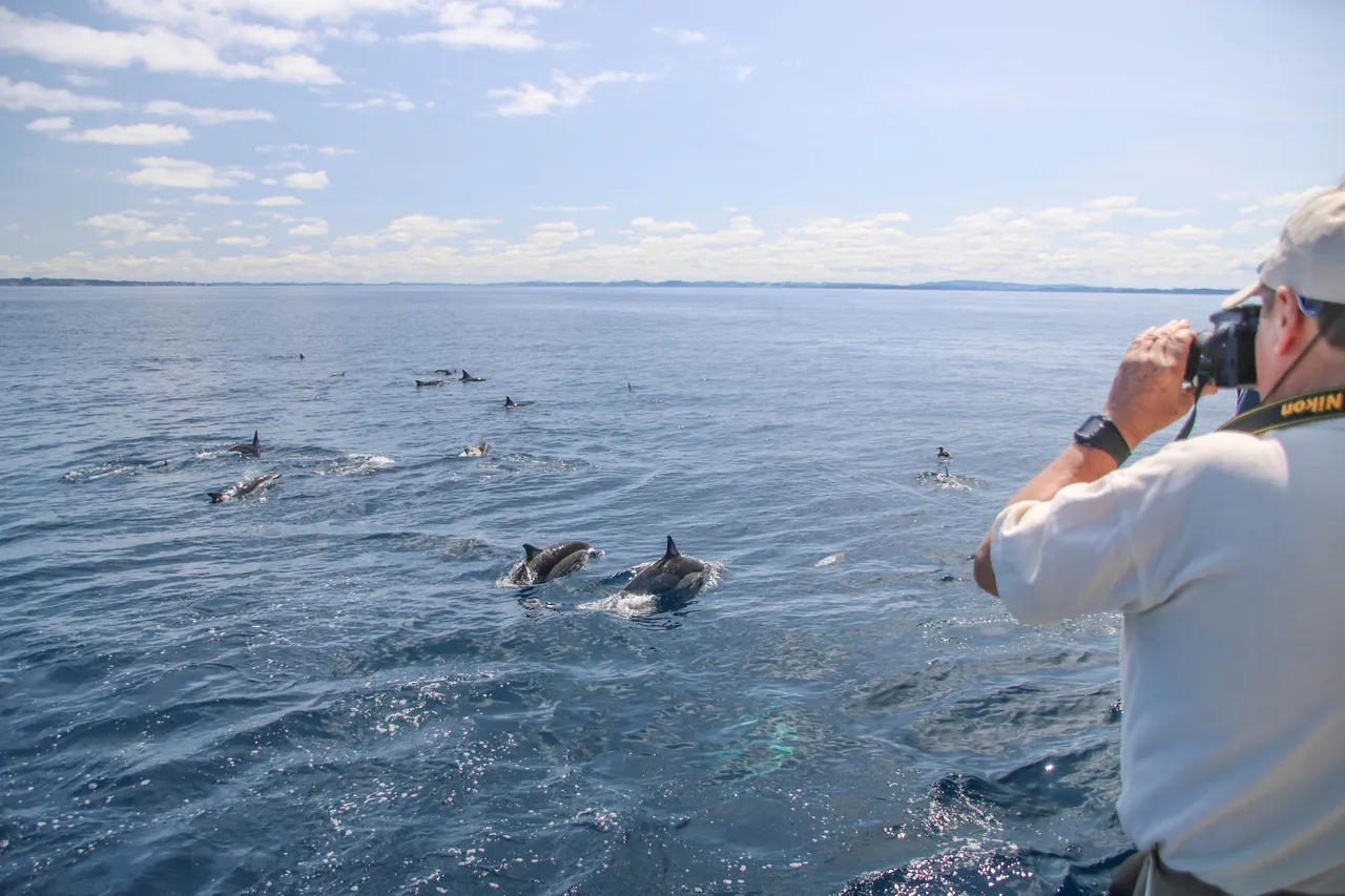 Auckland Whale & Dolphin Safari - Common Dolphins
