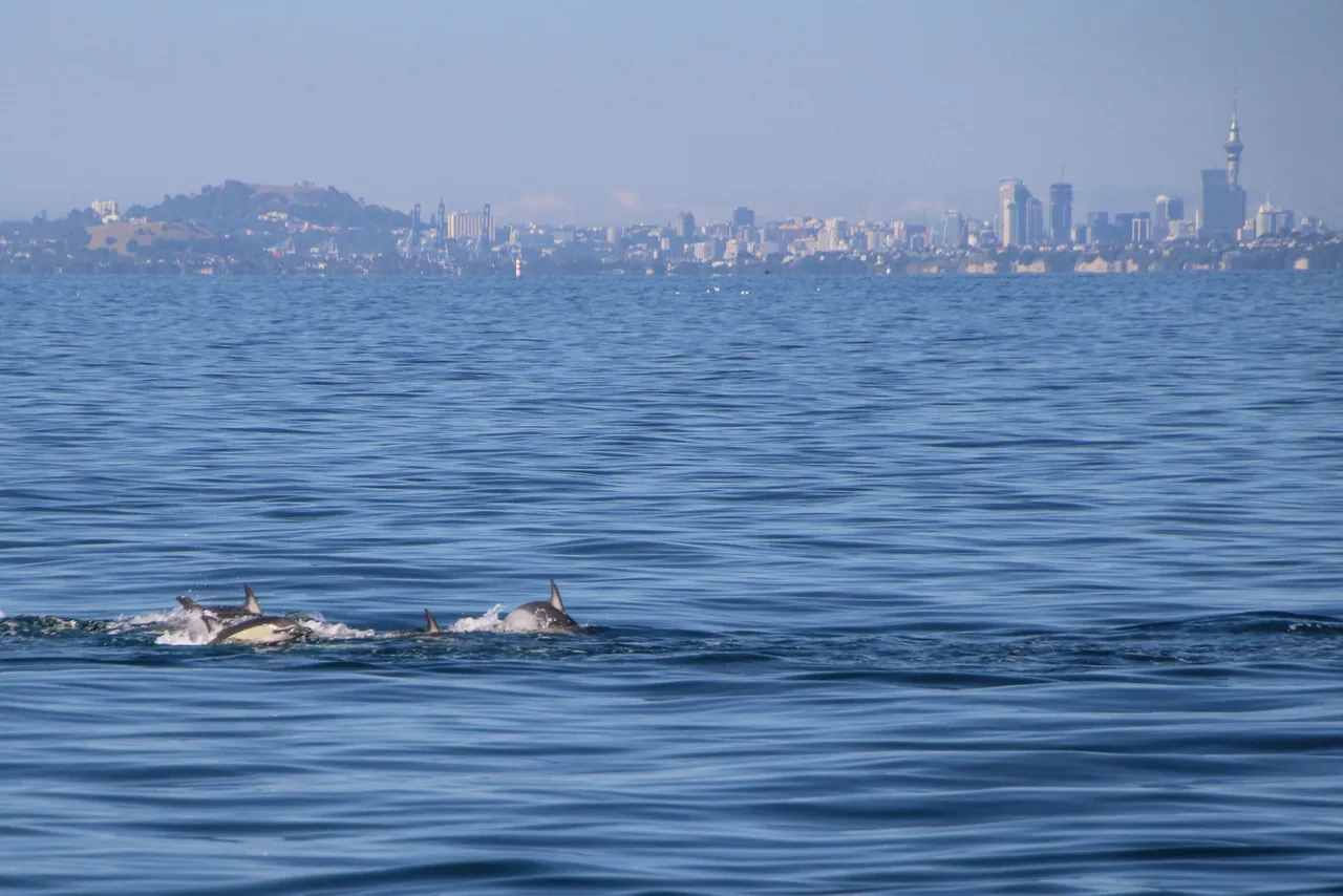 Auckland Whale & Dolphin Safari - Common Dolphins