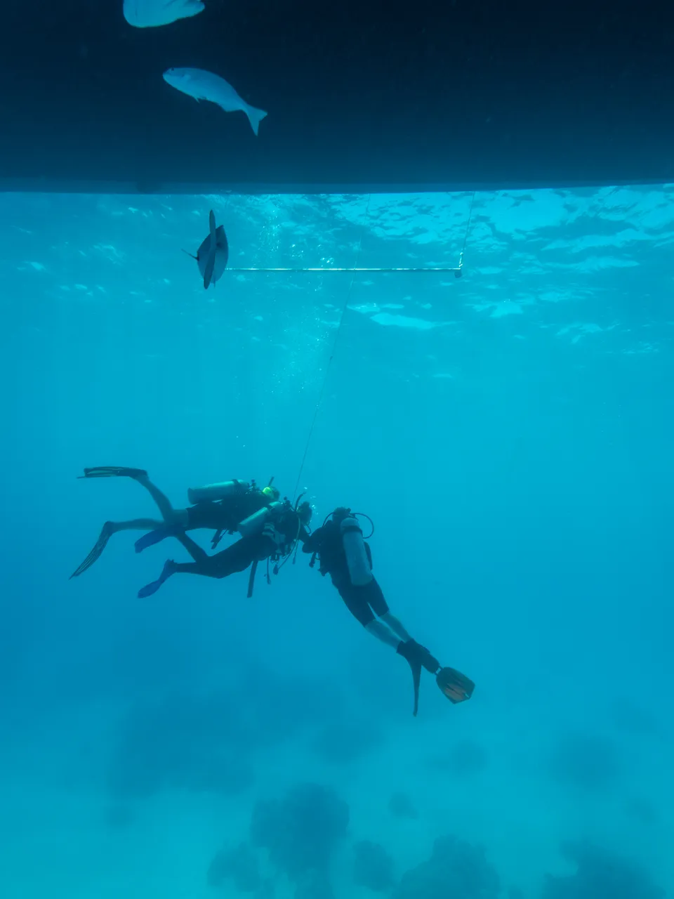 Divers Den Aqua Quest Intro Dive (12)