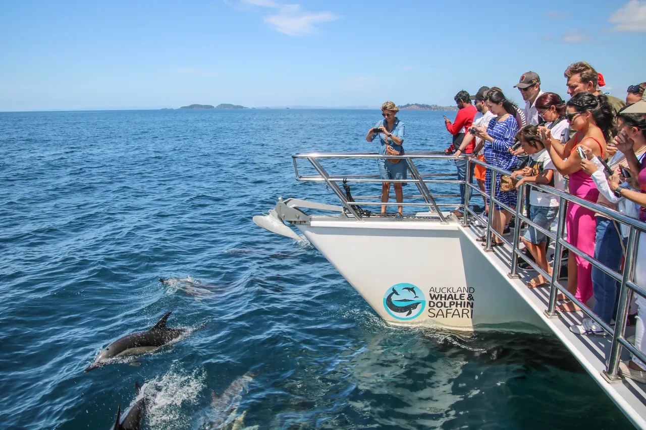 Auckland Whale & Dolphin Safari - Common Dolphins