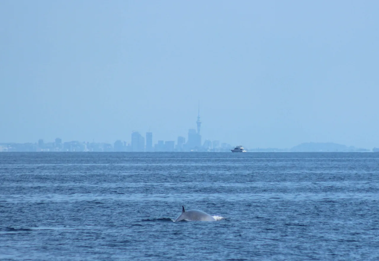 Auckland Whale & Dolphin Safari - Brydes Whale