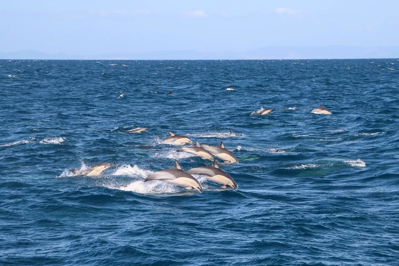 Auckland Whale & Dolphin Safari - Common Dolphins
