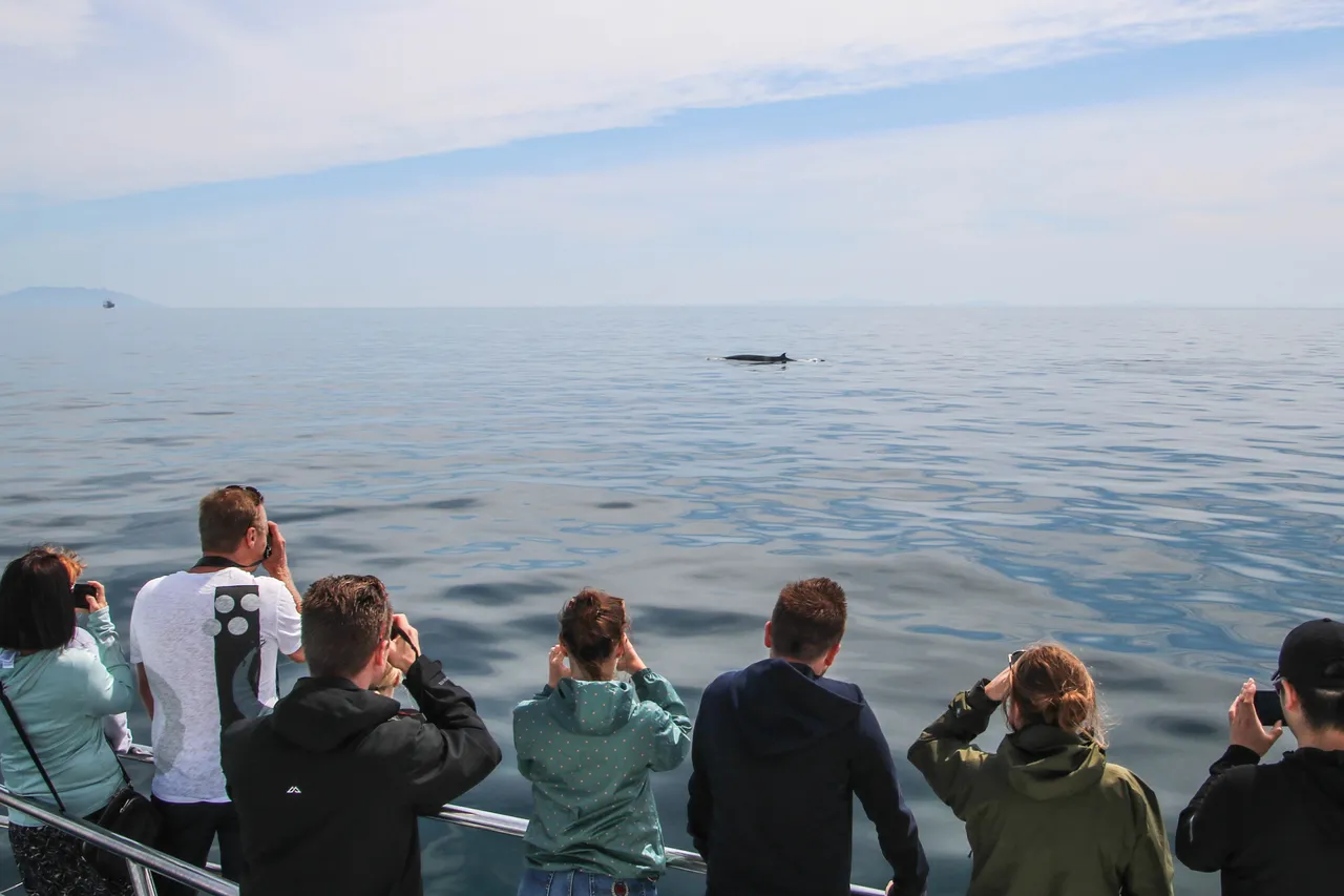 Auckland Whale & Dolphin Safari - Guests watching a Brydes Whale