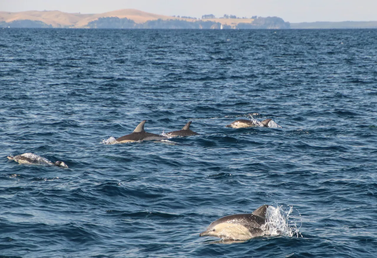 Auckland Whale & Dolphin Safari - Common Dolphins