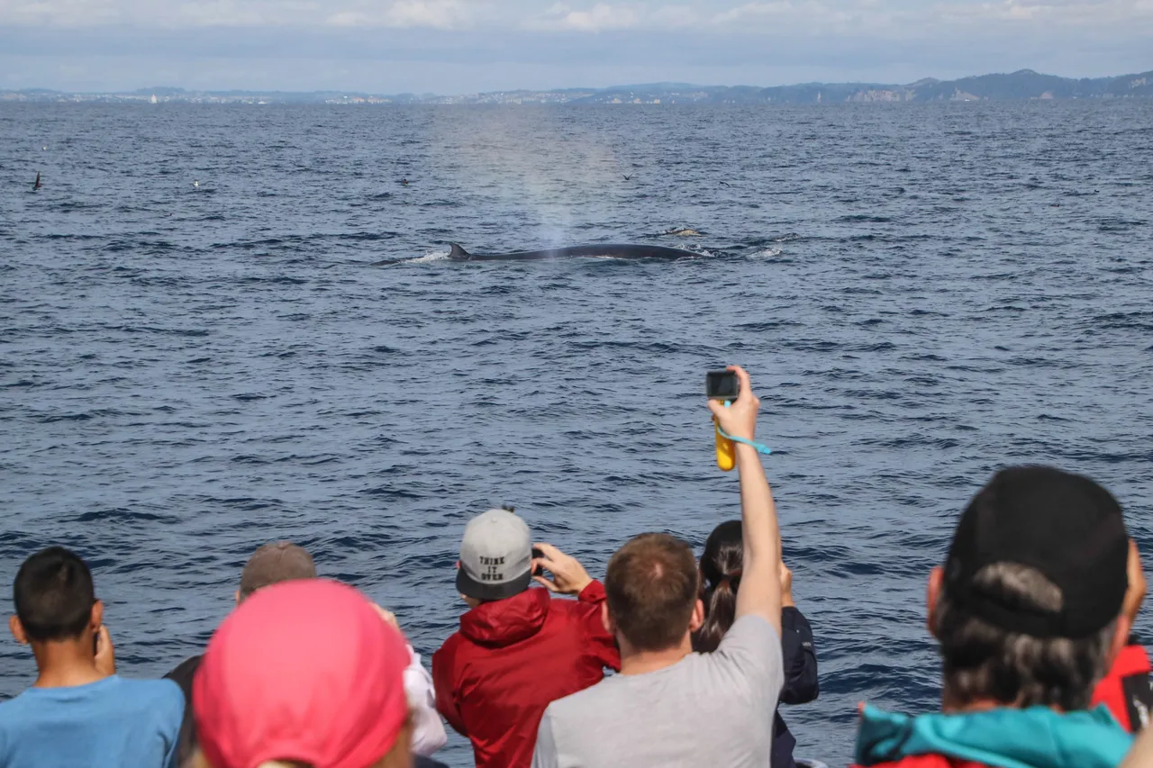 Auckland Whale & Dolphin Safari - Guests watching a Brydes Whale
