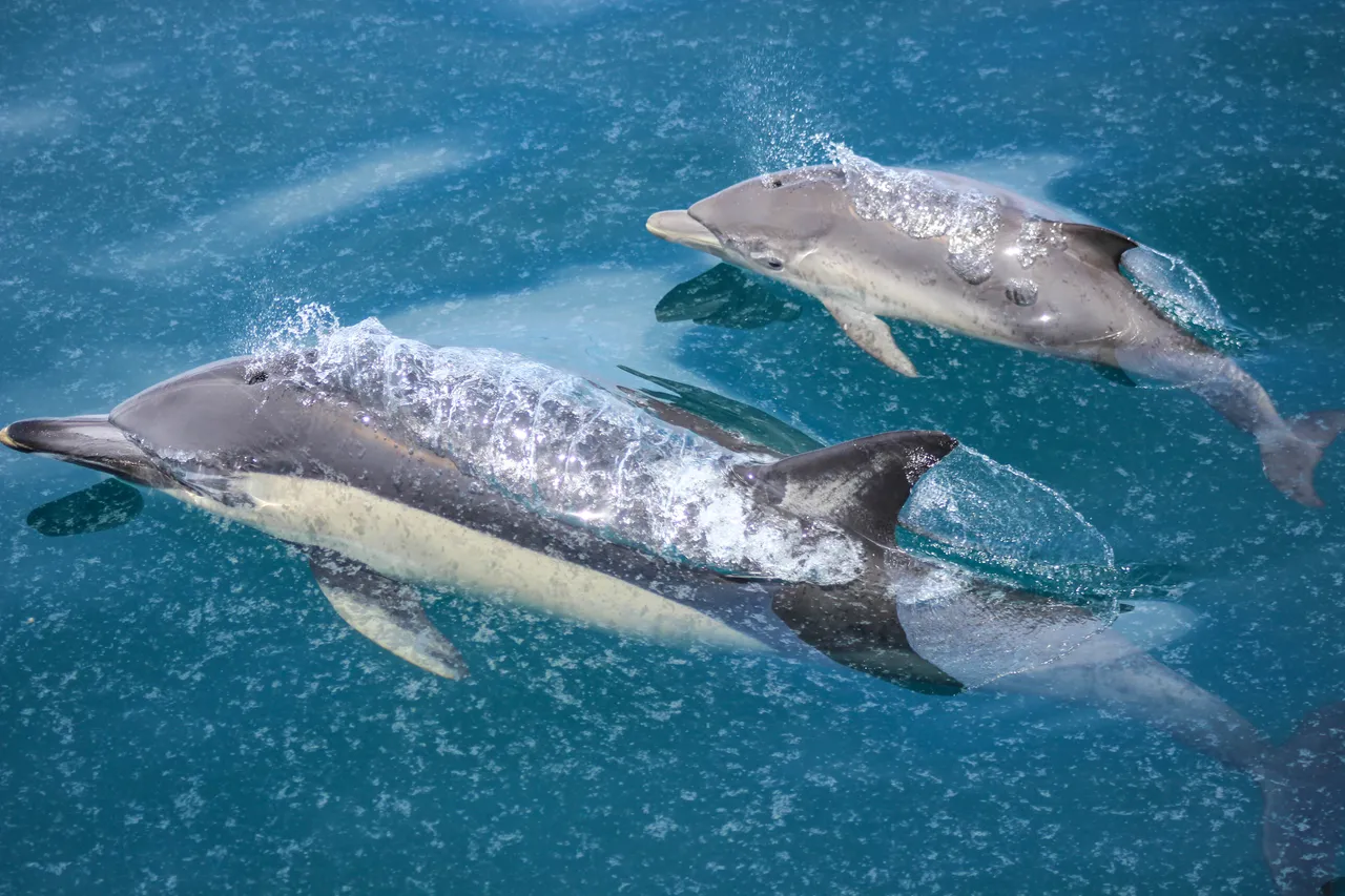 Auckland Whale & Dolphin Safari - Common Dolphins