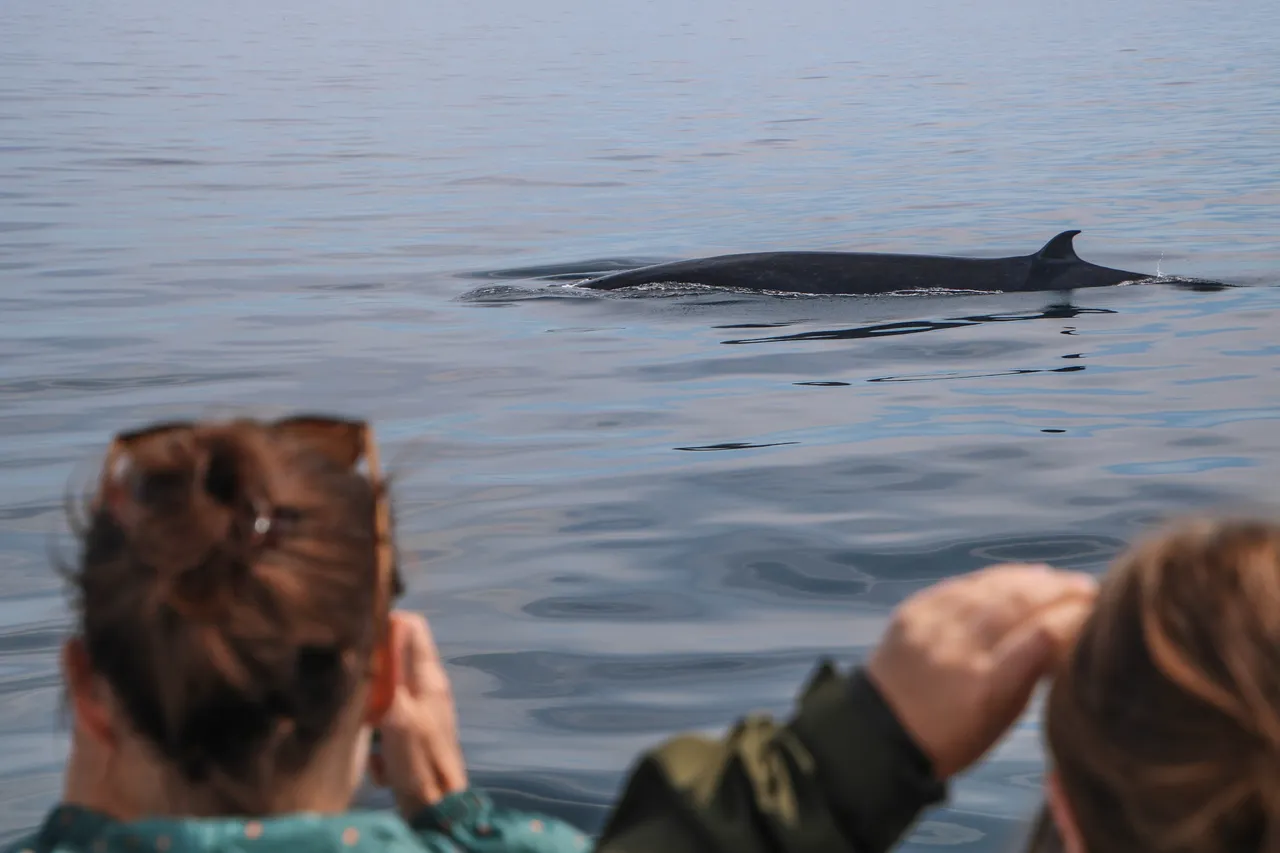 Auckland Whale & Dolphin Safari - Guests watching a Brydes Whale