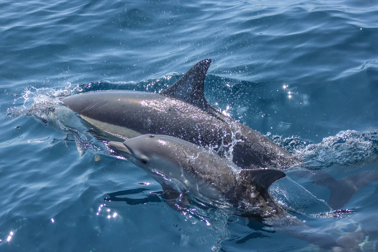 Auckland Whale & Dolphin Safari - Common Dolphins