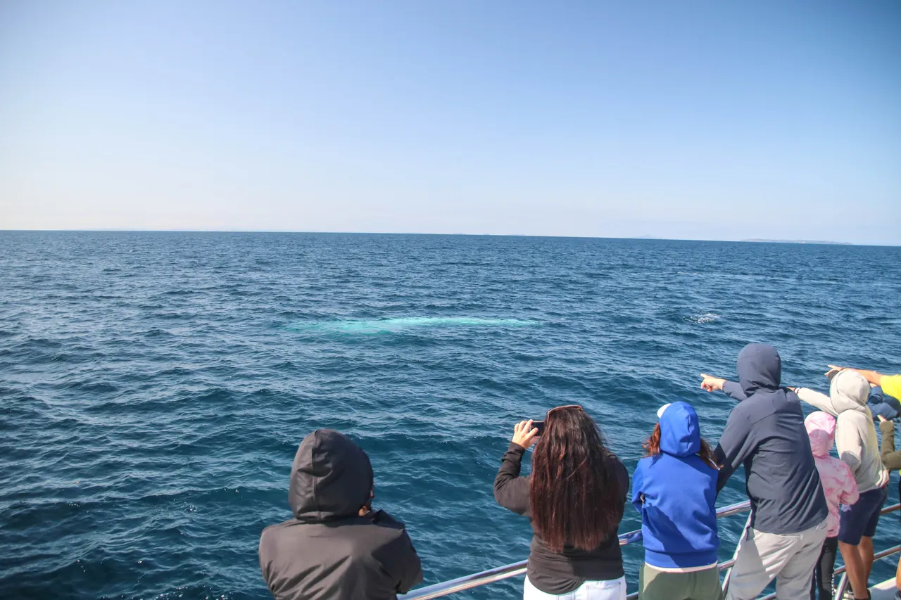 Auckland Whale & Dolphin Safari - Guests watching a Brydes Whale