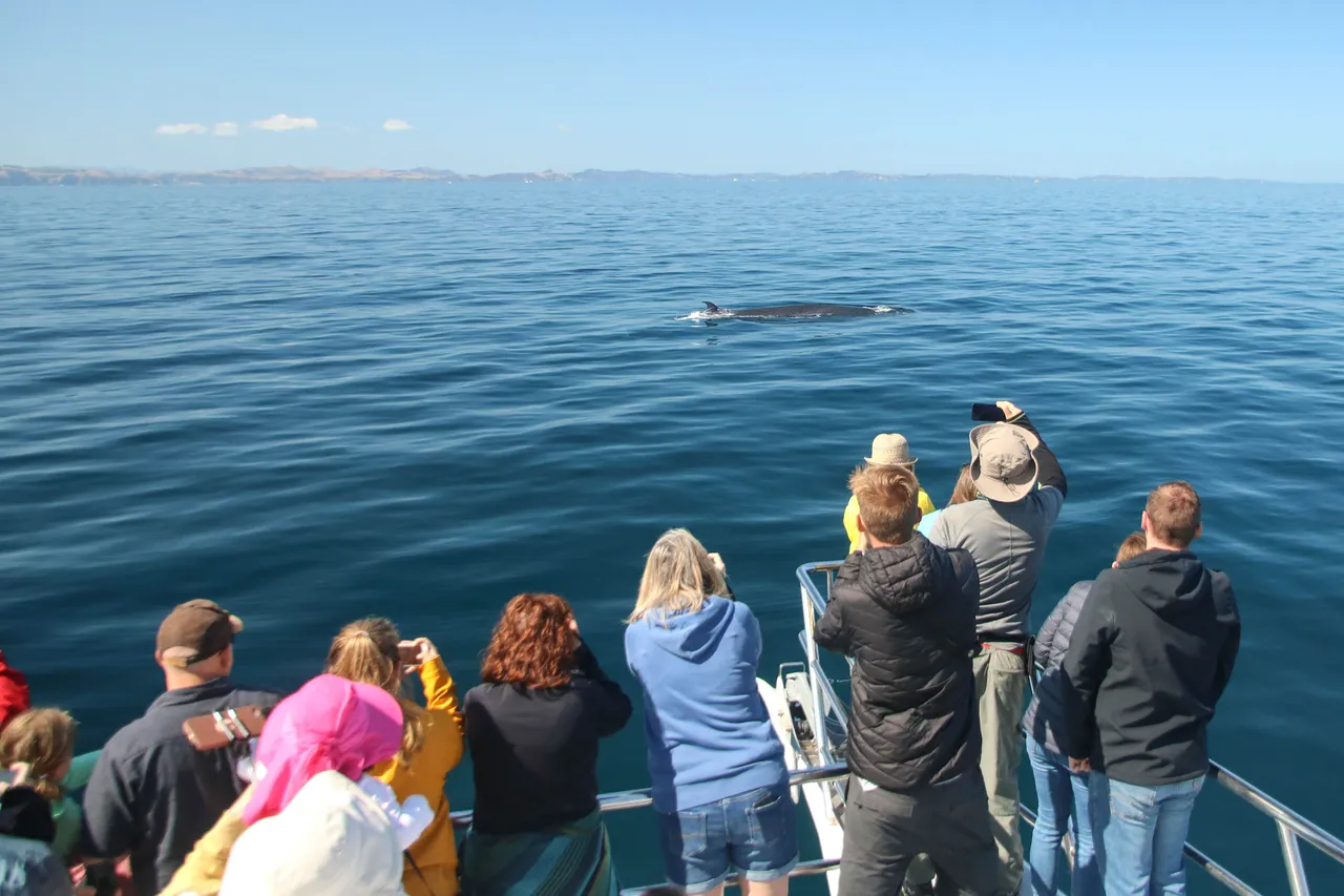 Auckland Whale & Dolphin Safari - Guests watching a Brydes Whale