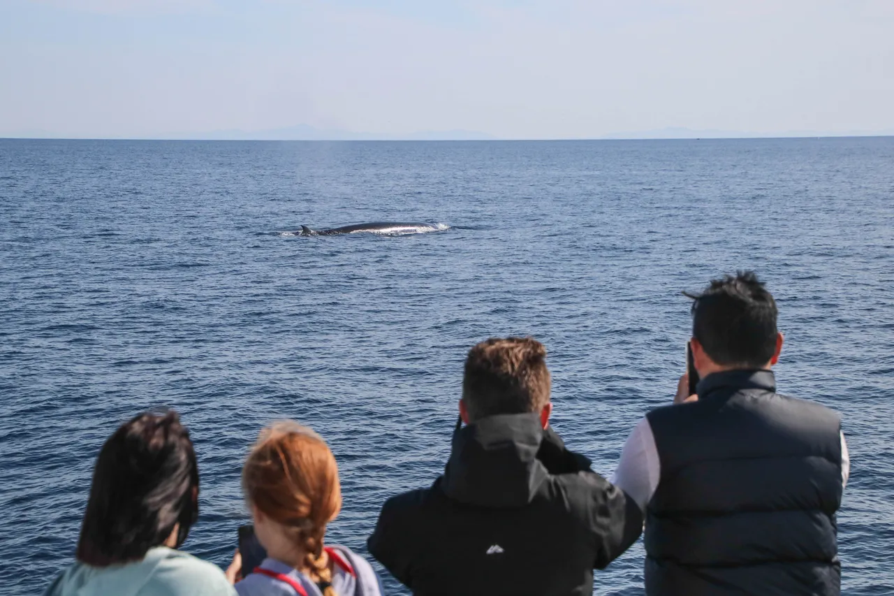 Auckland Whale & Dolphin Safari - Guests watching a Brydes Whale