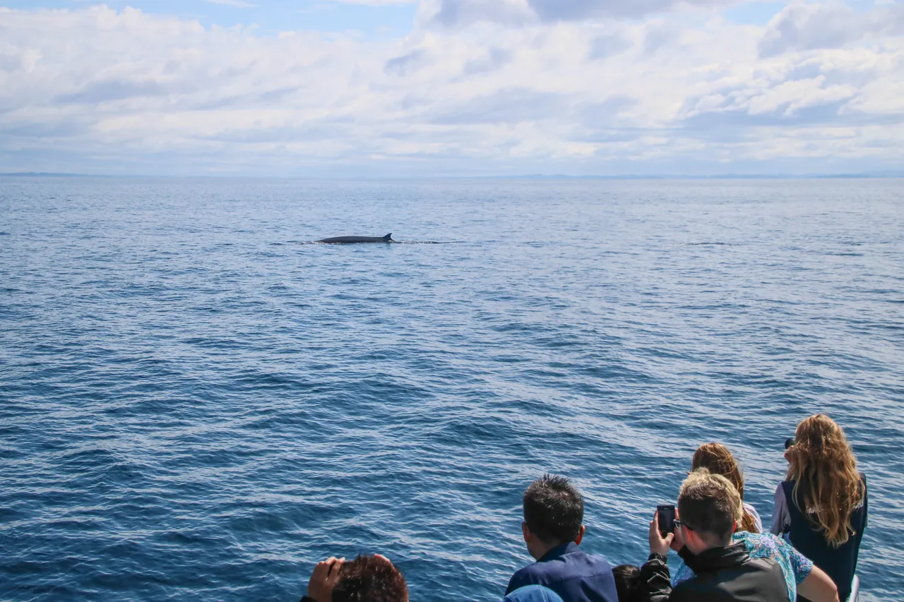 Auckland Whale & Dolphin Safari - Guests watching a Brydes Whale