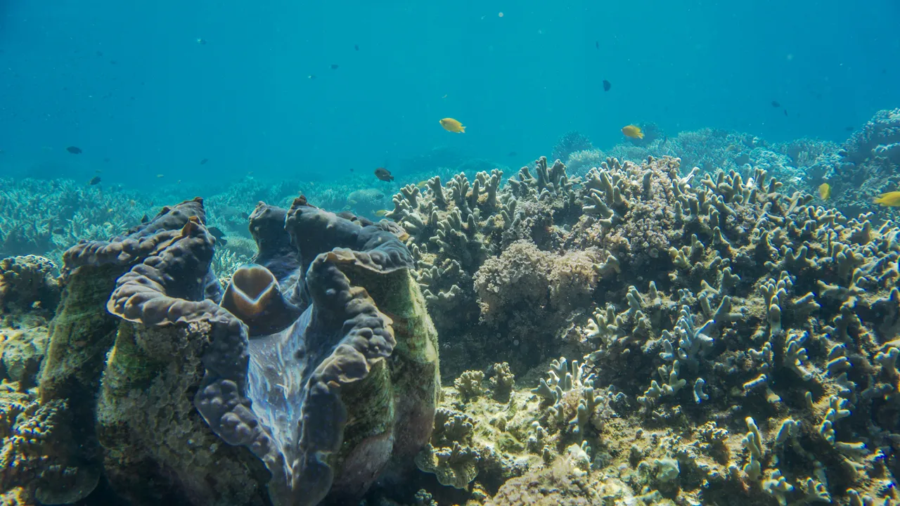Frankland islands giant clam