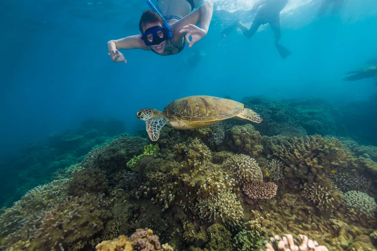Frankland islands turtle 1 