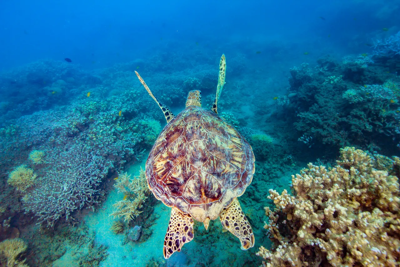 Frankland islands Gliding turtle magic FRANKIE-126