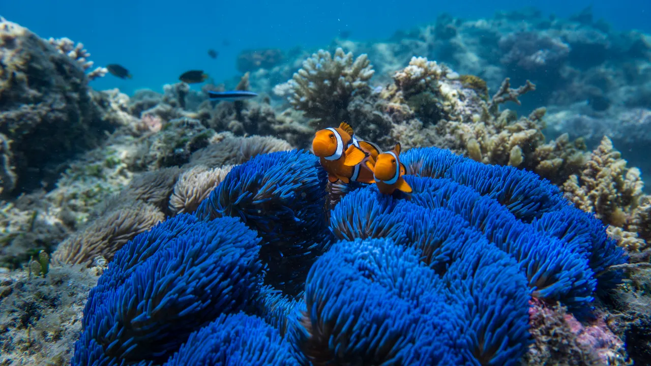 Frankland islands anemone blue
