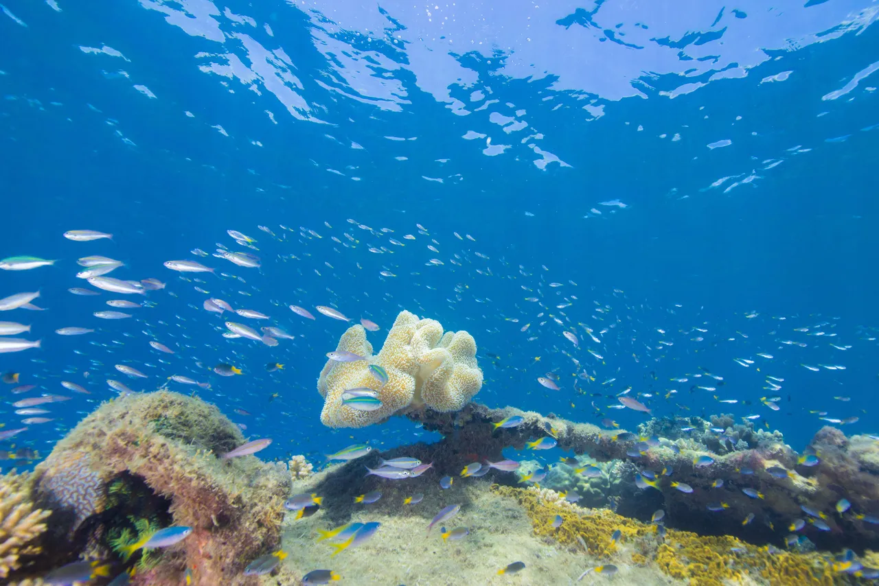 Frankland Islands colourful reef