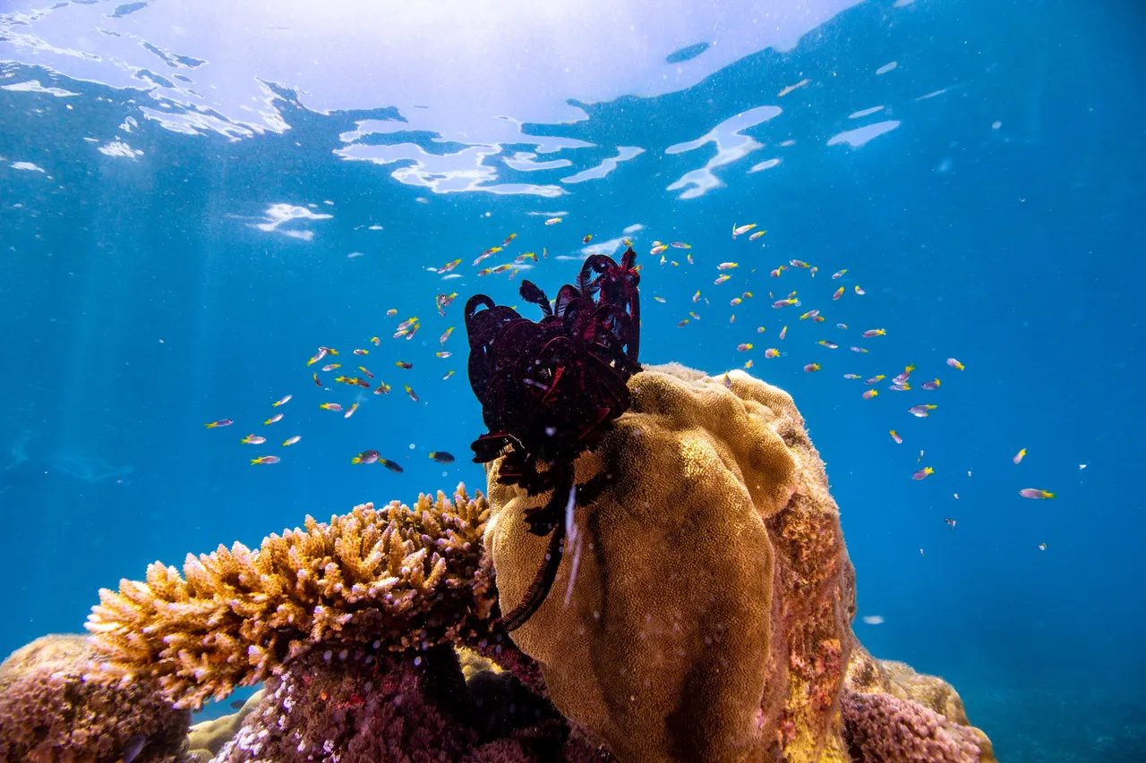 Fish and coral gardens