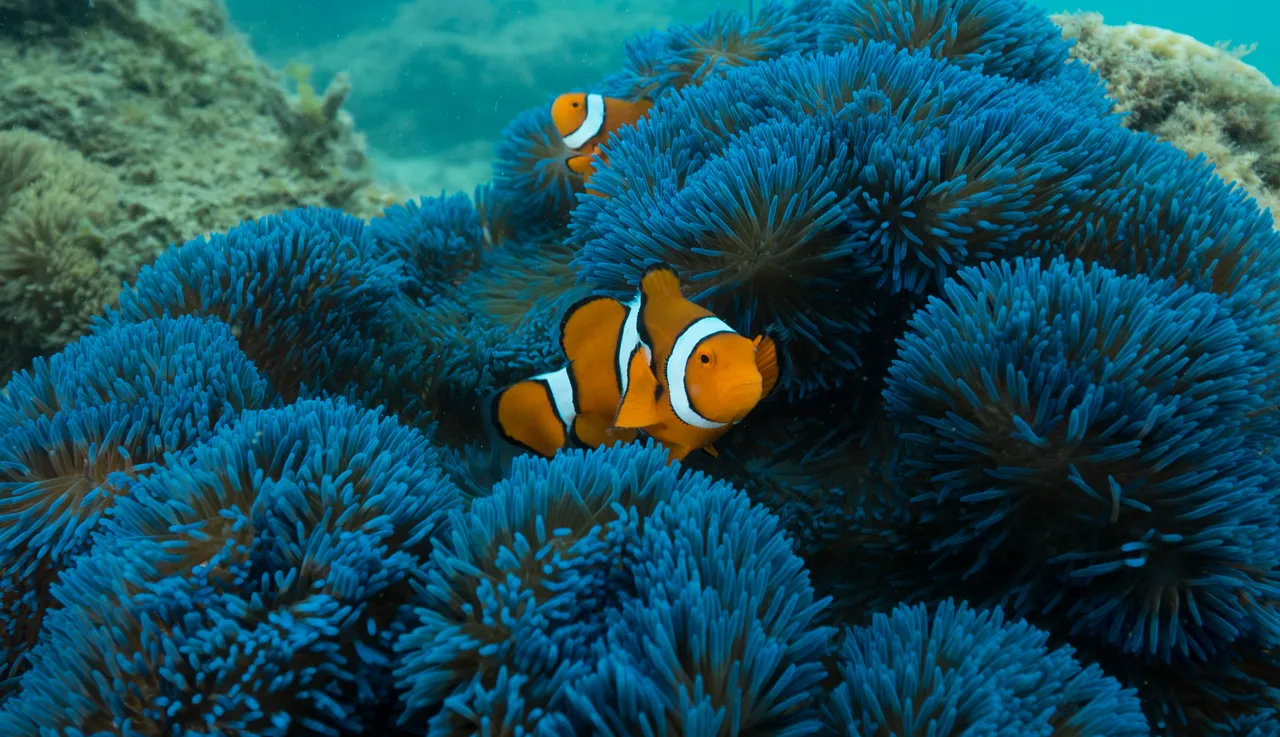 Frankland Islands Blue Anemone with 'nemo' clownfish