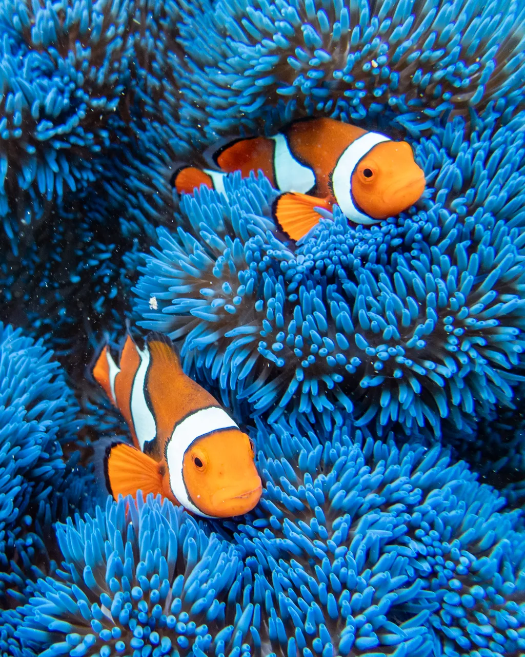 Blue anemone with clown fish ('nemos')