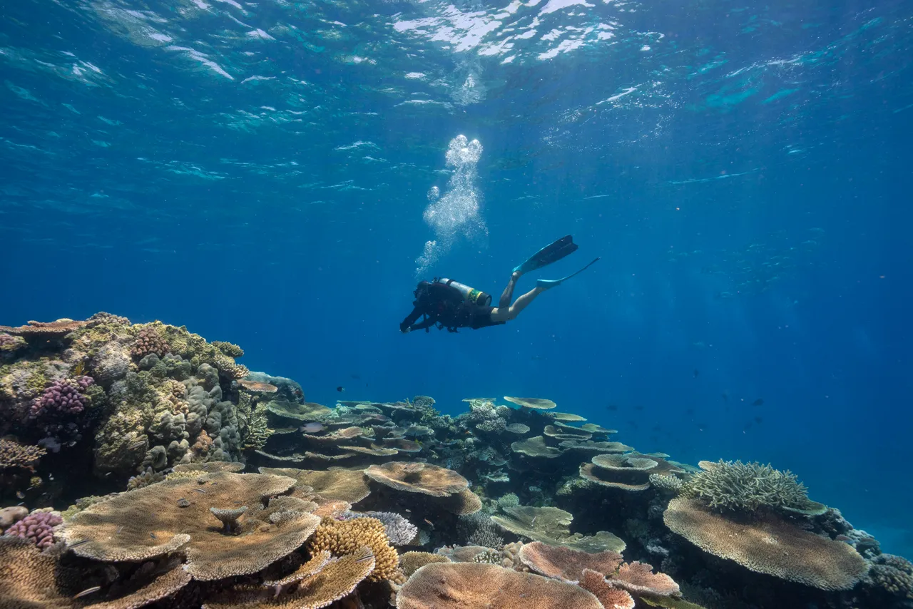 Spirit of Freedom Coral on Ribbon Reefs
