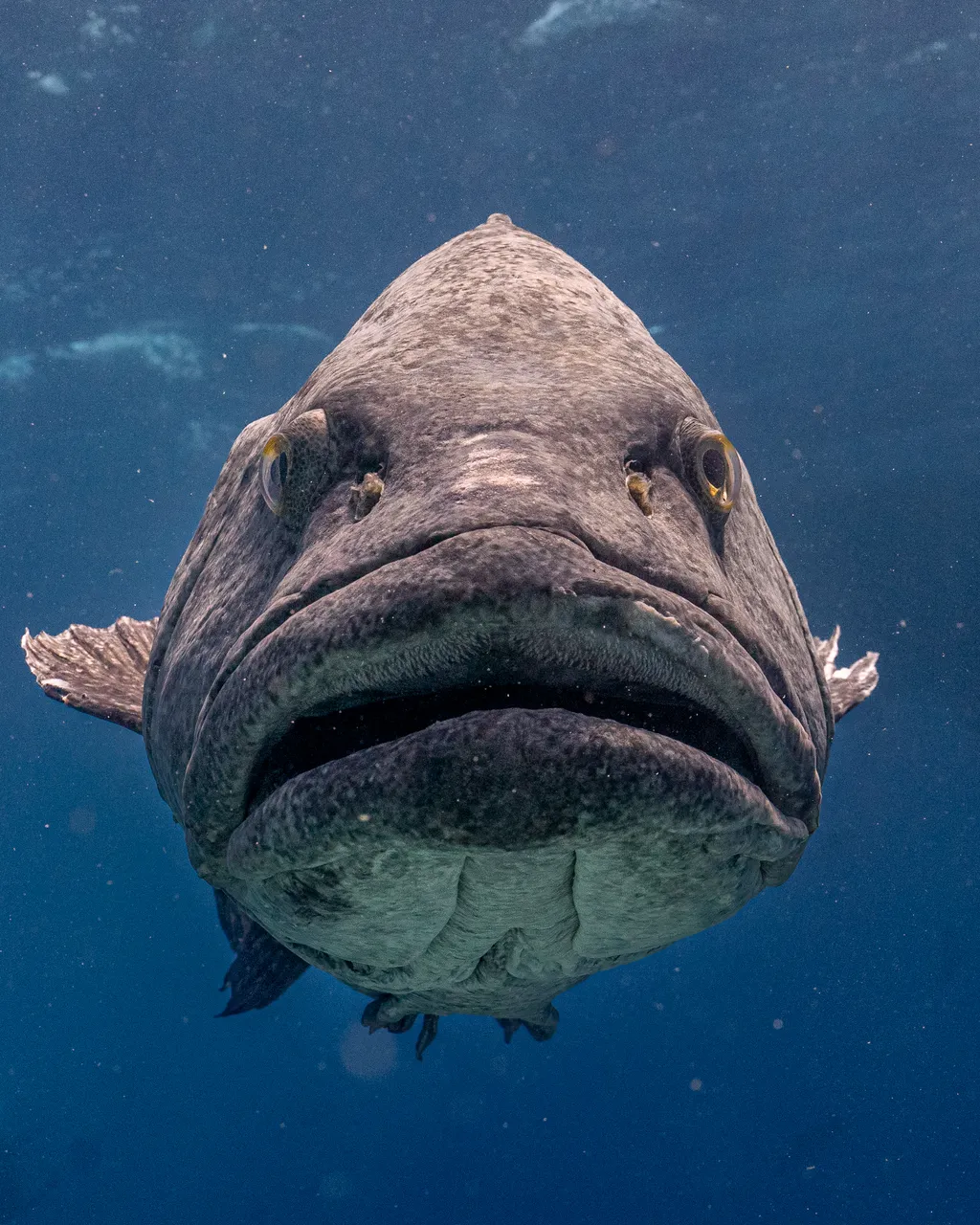 Spirit of Freedom Potato Cod (11)