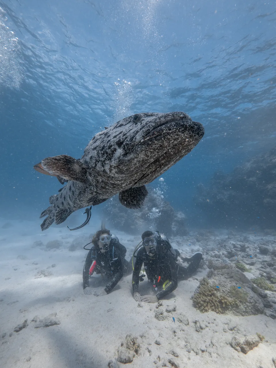 Spirit of Freedom Swimming with Potato Cod (6)
