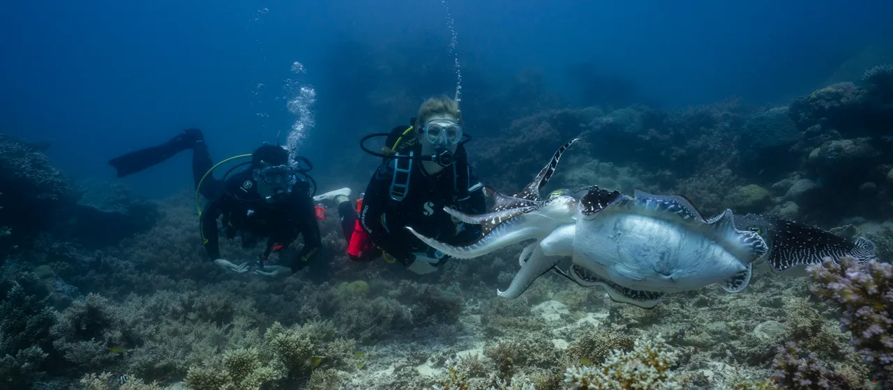 Spirit of Freedom Swimming with Cuttlefish