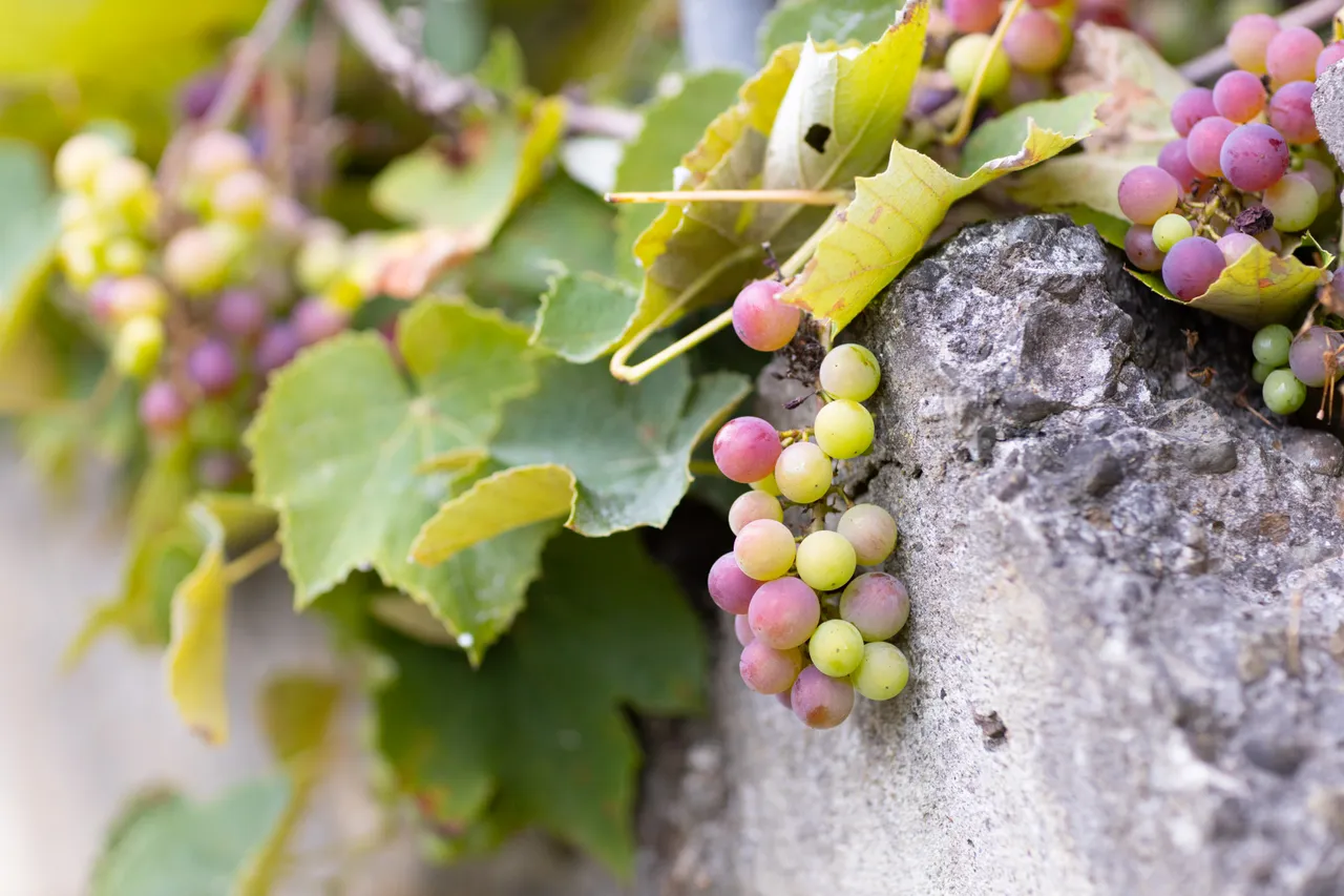 Grape vines