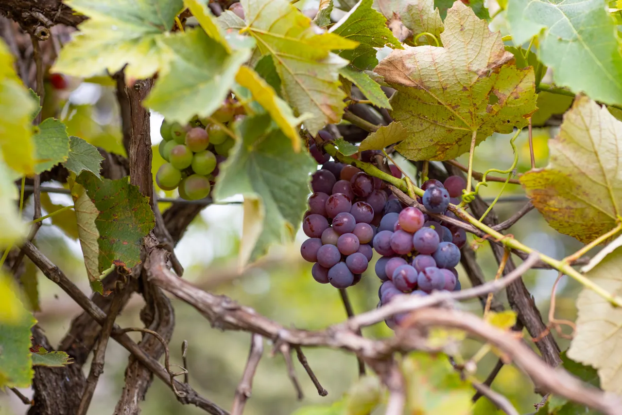 Grape vines