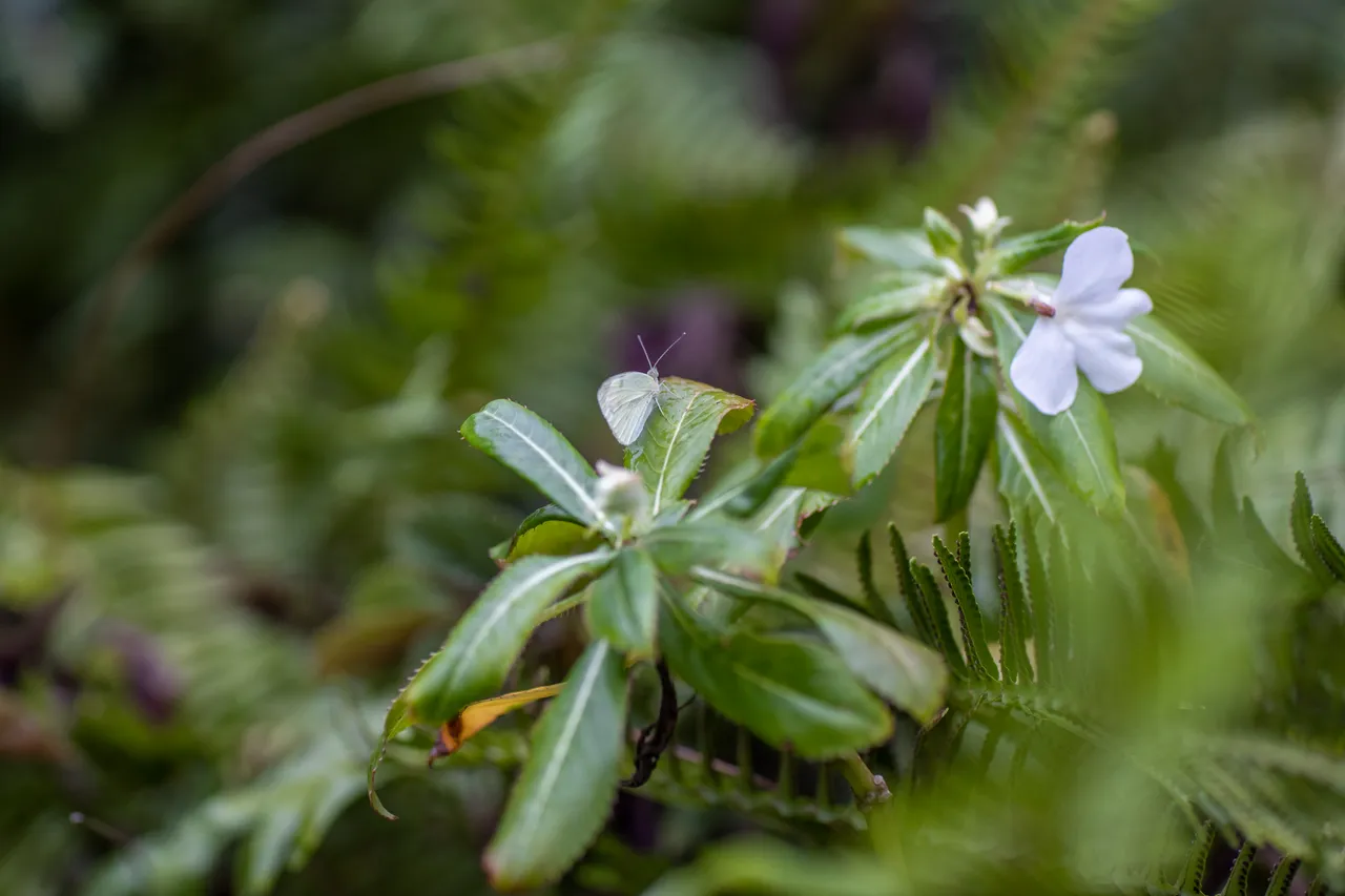 Native flora