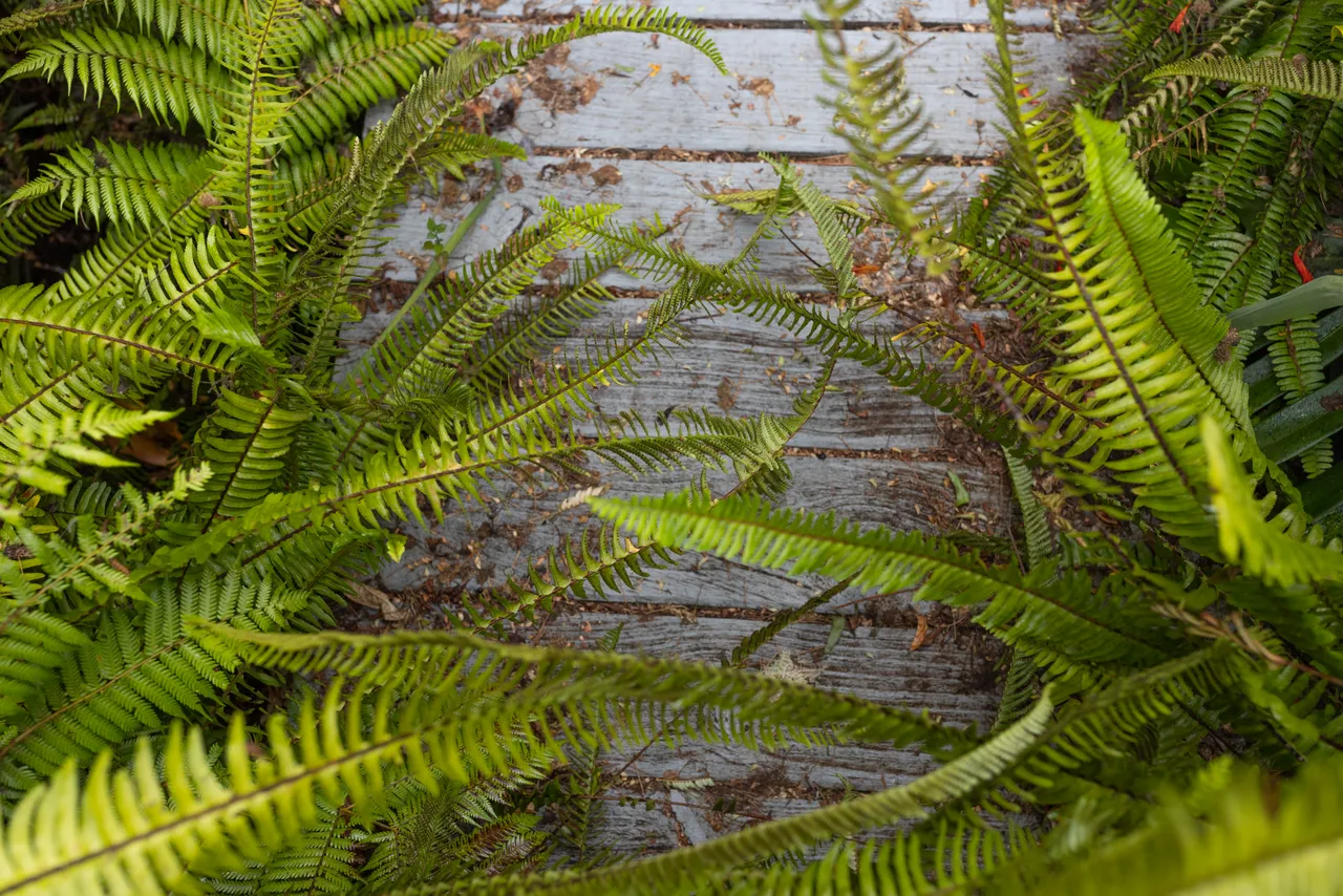 Native flora