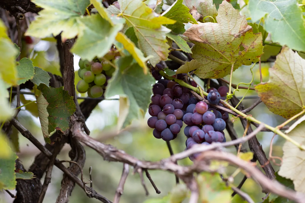 Grape vines
