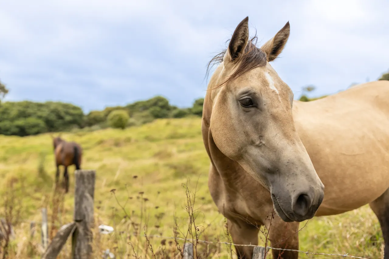 Horse happy to say hello in Hokianga