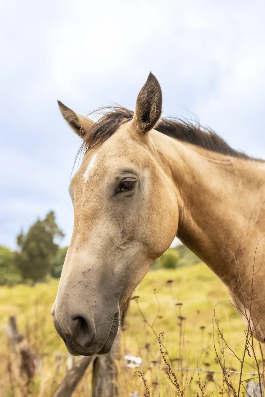 Horse happy to say hello in Hokianga