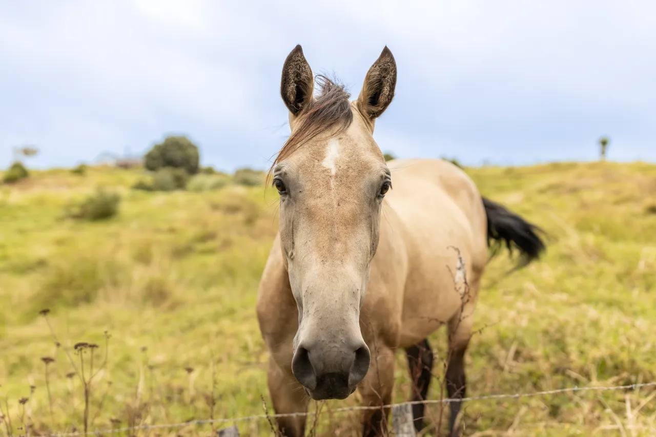 Horse happy to say hello in Hokianga