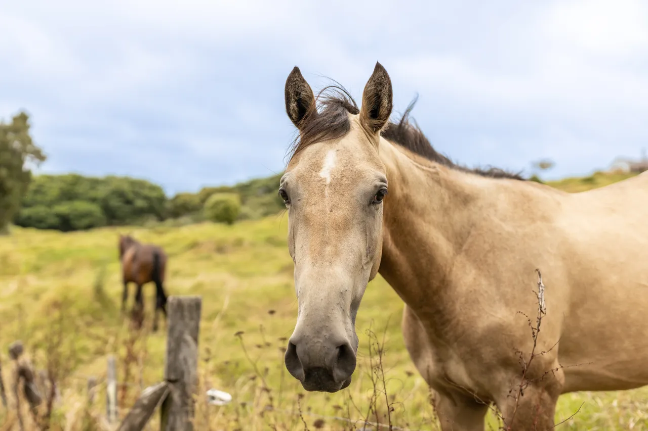 Horse happy to say hello in Hokianga