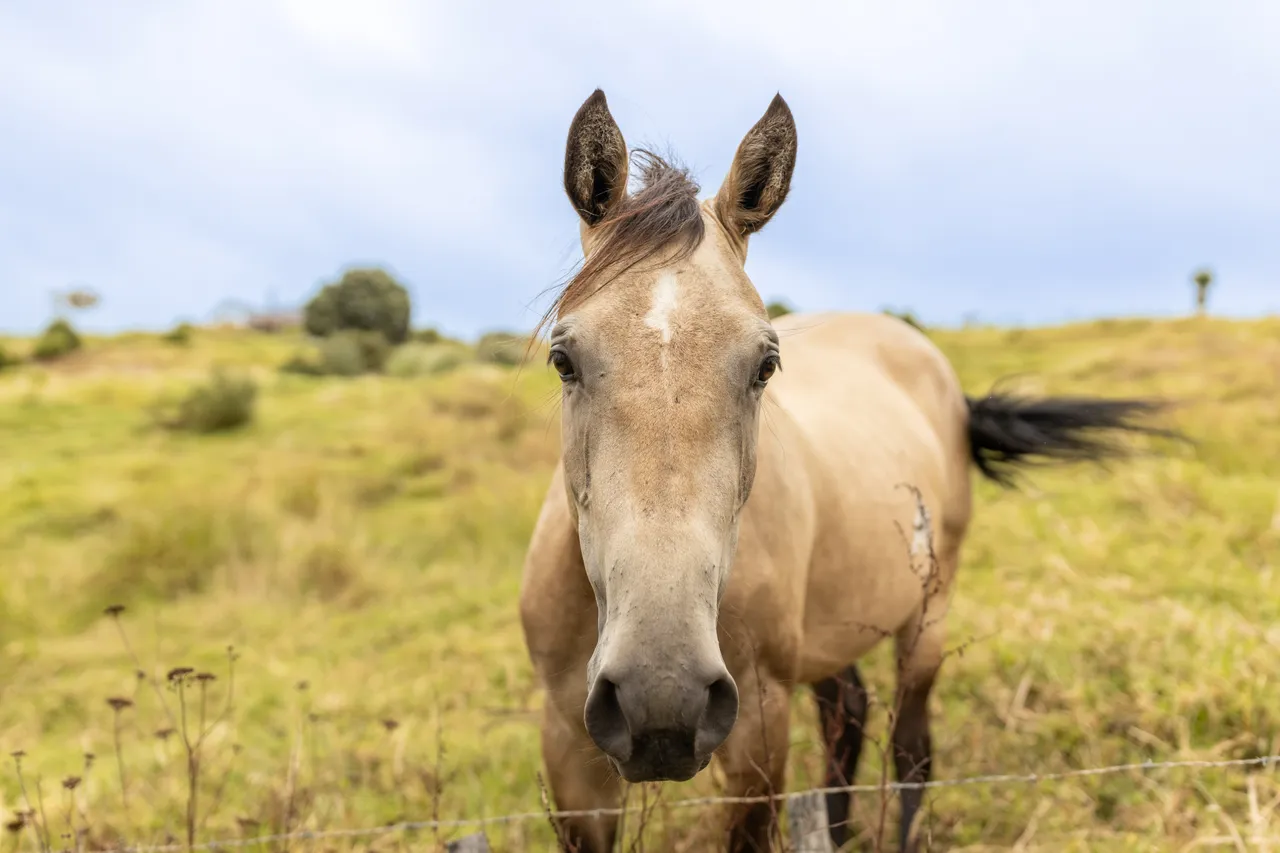 Horse happy to say hello in Hokianga
