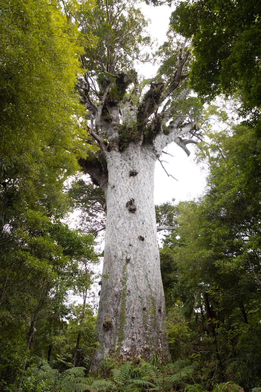 Tāne Mahuta, Lord of the Forest. Waipoua Forest, SH12