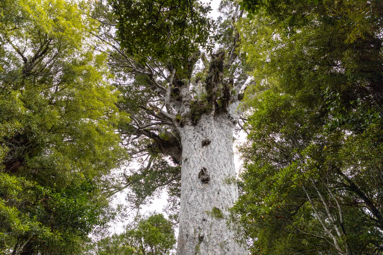 Tāne Mahuta, Lord of the Forest. Waipoua Forest, SH12
