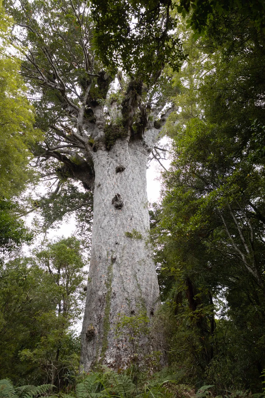 Tāne Mahuta, Lord of the Forest. Waipoua Forest, SH12