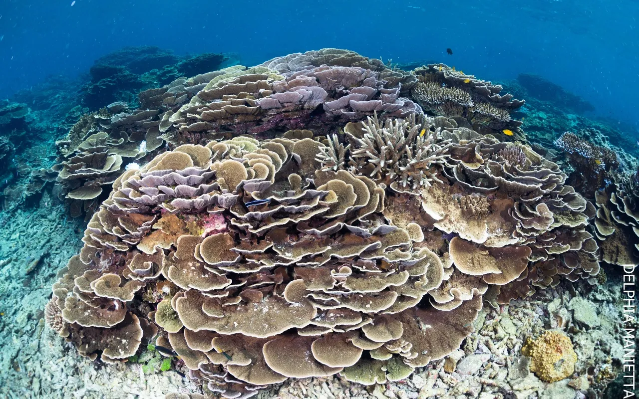 Frankland Islands coral reef - 2022