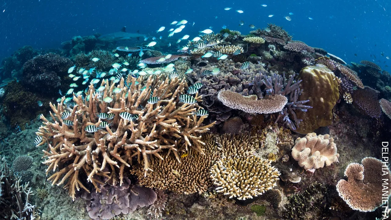 Frankland Islands coral reef - 2022