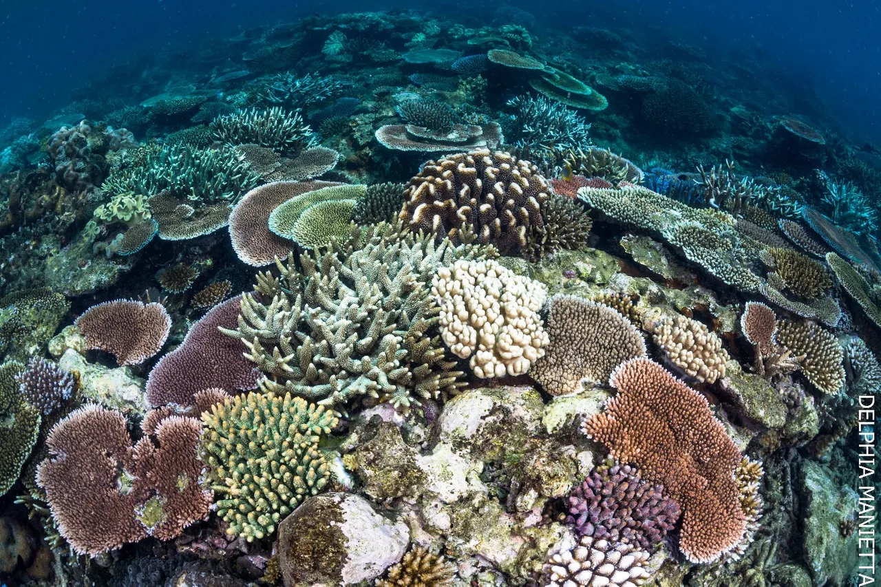 Frankland Islands coral reef - 2022