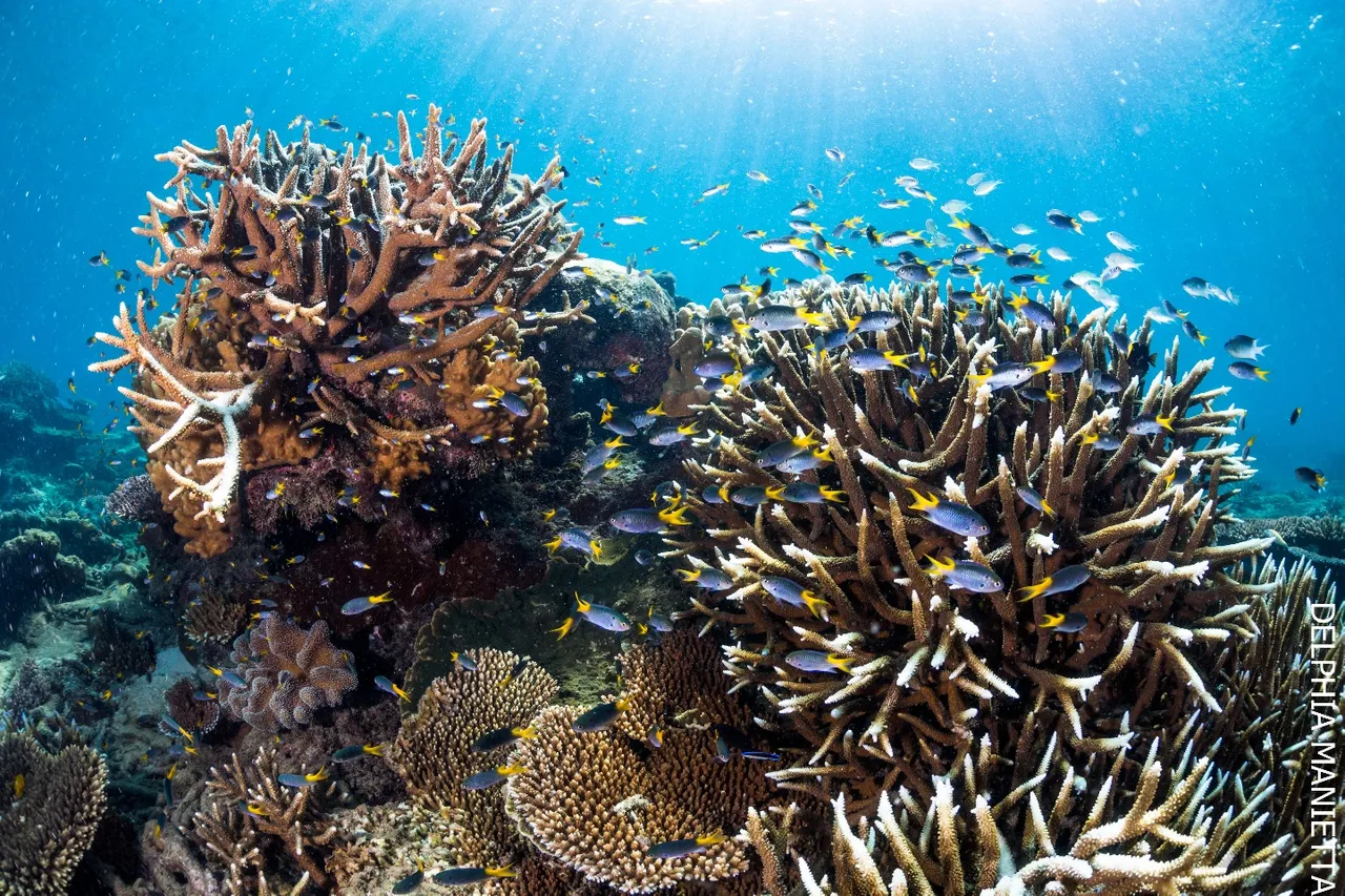 Frankland Islands coral reef - 2022