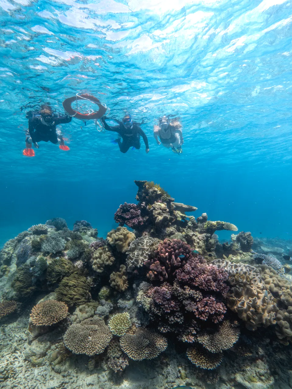 Divers Den Aqua Quest Guided Snorkel Tour (4)