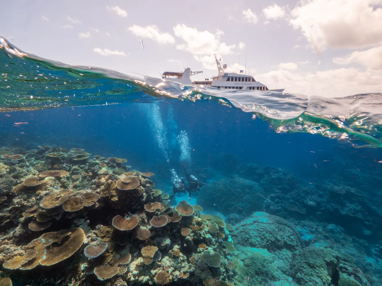 Spirit of Freedom Coral on Ribbon Reefs 04